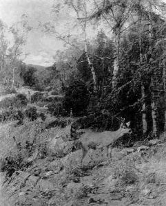 Asendes Rehwild Im Hochwald