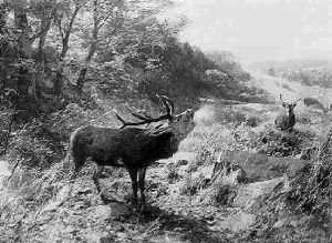 Hirschbrunft Imteutoburger Wald by Christian (Johann Christian) Kroener
