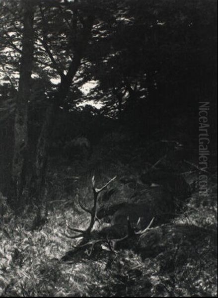 Der Geforkelte Hirsch - view 1