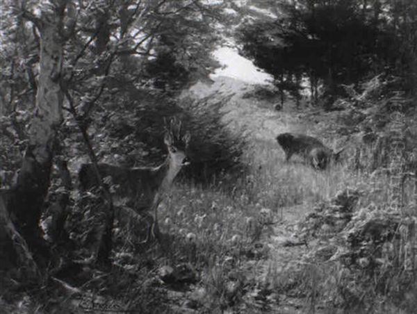 Rehe Auf Einer Waldlichtung - view 1