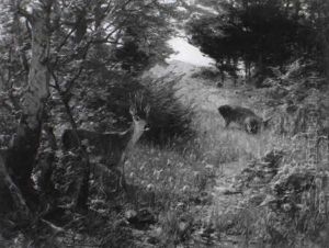 Rehe Auf Einer Waldlichtung