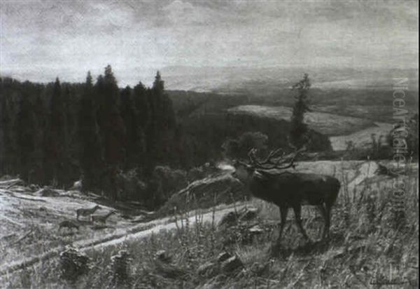 Brunftzeit Im Teutoburger Wald - view 1