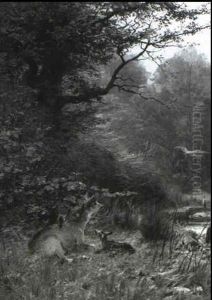 Doe And Fawns In Forest