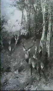 Hirsch Und Kahlwild