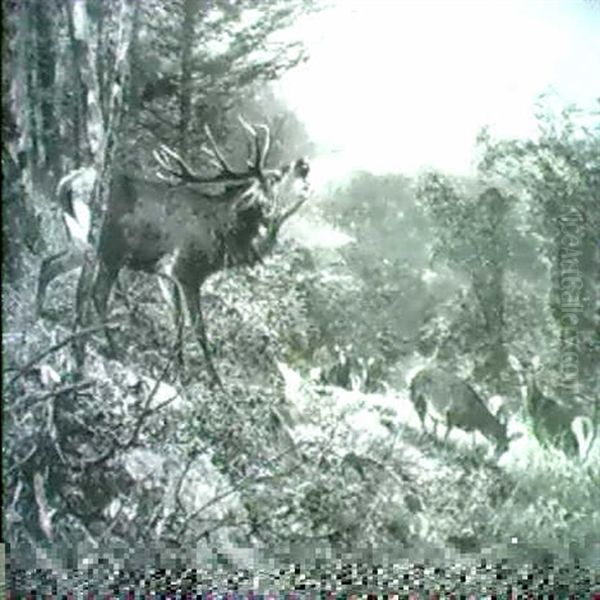 Rohrender Hirsch Mit Seinem Rudel Am Waldrand - view 1