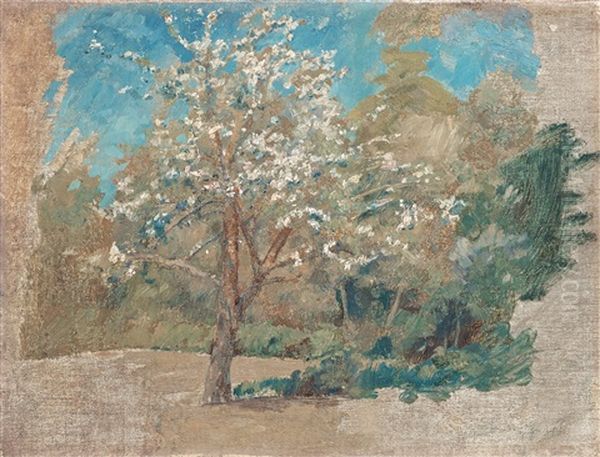 Apple Tree Blooming - view 1