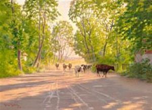 Cows Homeward Bound Late In The Afternoon On A Summer Day