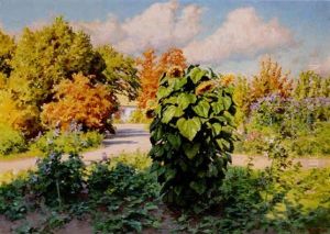 Solrosen