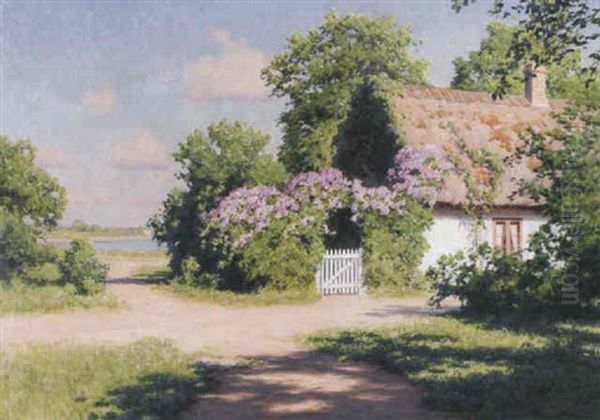 Blommande Syrener Vid Skanelanga - Solig Sommardag - view 1