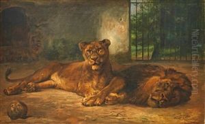 Resting Circus Lions by Wilhelm Friedrich Kuhnert