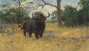 A Kaffir Buffalo In The Savannah