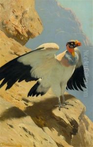 King Vulture