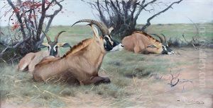 Roan Antelope Resting In The Shade