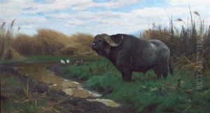 Kafferbuffel Am Tumpel