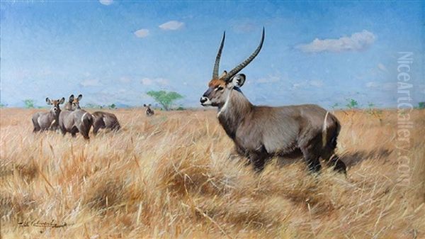 Waterbuck - view 1