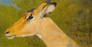 Impala Head by Wilhelm Friedrich Kuhnert