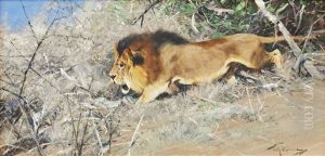 The Stalking Lion by Wilhelm Friedrich Kuhnert