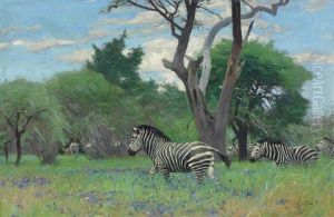 Zebras