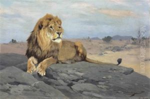 Lion Resting
