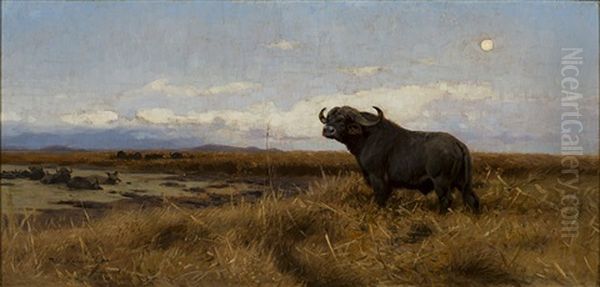 Cape Buffalo - view 1