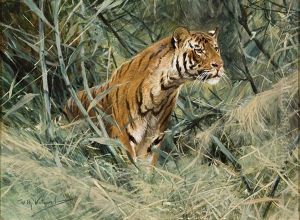 Tiger by Wilhelm Friedrich Kuhnert