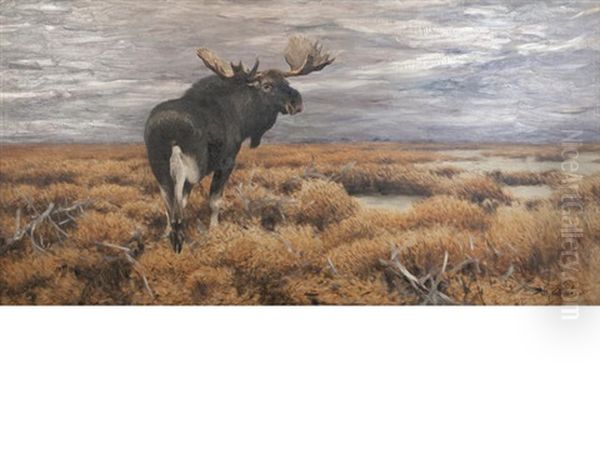 Moose In The Swedish Highlands - view 1
