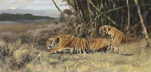Two Stalking Tigers