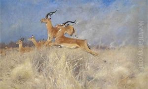 Swalla Antelope In Flight