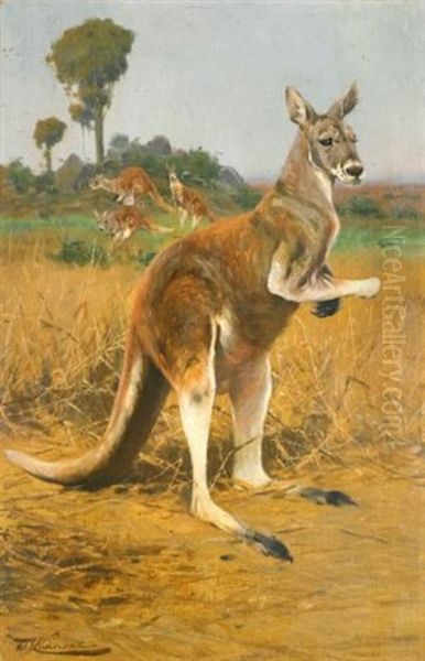 Red Kangaroos In The Outback - view 1