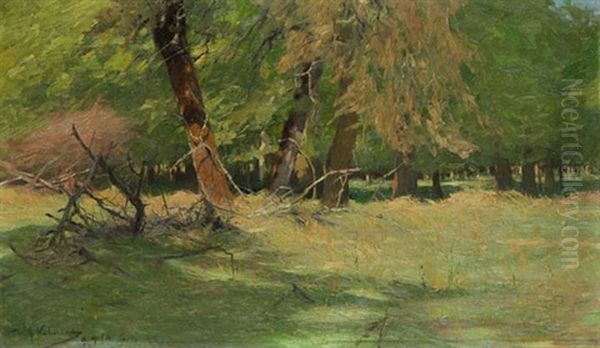 Urwald Von Bialowies - view 1