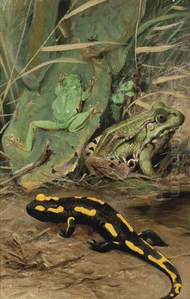 A Tree Frog, Water Frog And Fire Salamander - view 1
