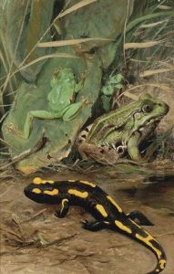 A Tree Frog, Water Frog And Fire Salamander by Wilhelm Friedrich Kuhnert