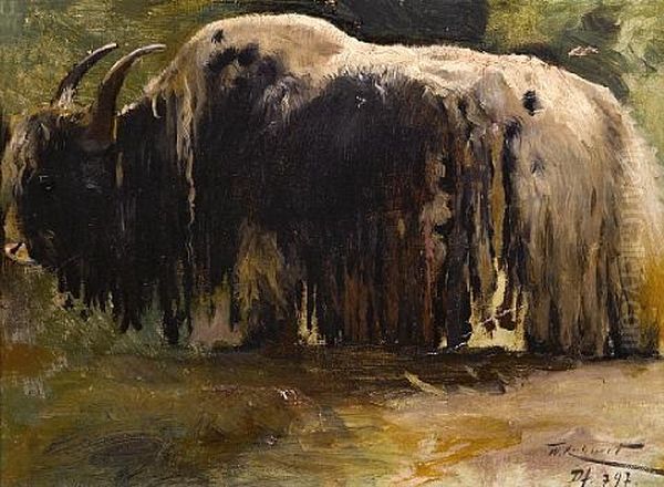 A Yak (study) - view 1