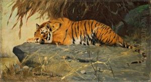 Auf Felsplateau Liegender Tiger