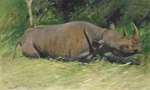 Nashorn Nashorn