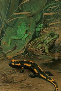 Laubfrosch, Wasserfrosch, Salamander by Wilhelm Friedrich Kuhnert