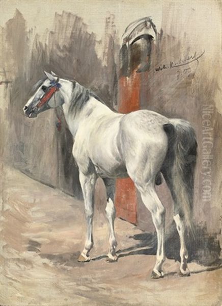 A Grey Arabian Stallion - view 1