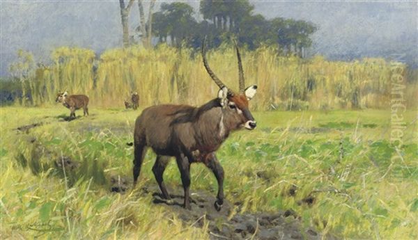 Waterbuck - view 1