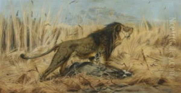 Lowe Mit Erbeuteter Gazelle - view 1
