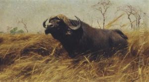 An African Buffalo by Wilhelm Friedrich Kuhnert