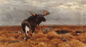 Elch Im Schwedischen Hochmoor by Wilhelm Friedrich Kuhnert