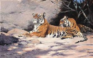 Ruhende Tiger by Wilhelm Friedrich Kuhnert