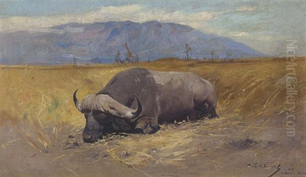 Afrikanischer Buffel - view 1
