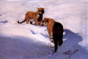 Siberian Tigers In The Snow