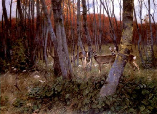 Deer In A Forest - view 1