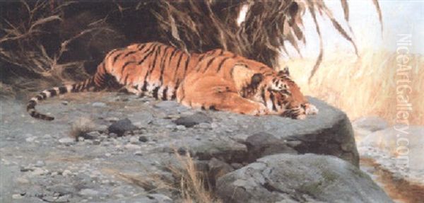 A Tigress Watching For Prey - view 1
