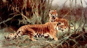 Tigers In Elephant Grass by Wilhelm Friedrich Kuhnert
