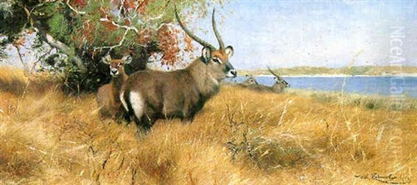 Antelope By A River - view 1