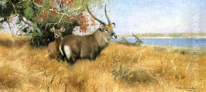 Antelope By A River