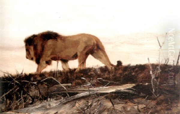 A Lion Stalking - view 1